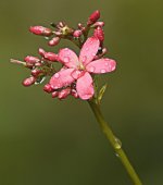 flower G1 nik300mm lens iso200 nw_1490944.jpg