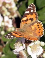 painted lady garden.jpg