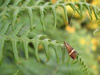 Nemaphora degeerella.JPG