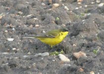 YWagtail.jpg