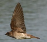 Northern Rough-Winged Swallow lq crop.jpg