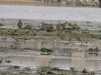 4 Sharp-tailed Sandpipers and a Long-toed Stint (1024x768).jpg