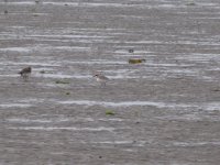 Greater Sand Plover (3) (1024x768).jpg