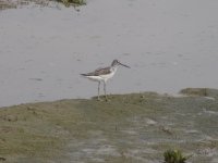 Common Greenshank (1024x768).jpg