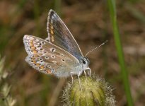 Common Blue002.jpg