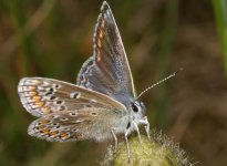 Common Blue003.jpg