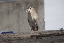 bc night heron  G1 swzoom20x leica 35mm lens orig_1370725.jpg