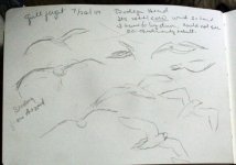 gulls flight sketches.jpg