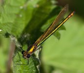 Damselfly-small.jpg