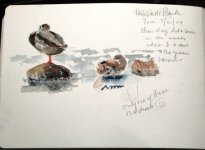 mallards sketchbook 9597 sm.jpg