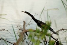 Anhinga4.jpg