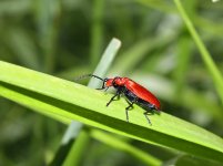 Cardinal Beetle2.jpg