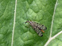 Scorpionfly Female.jpg