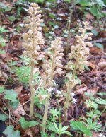 Chappett's Bird's-nest Orchid.JPG