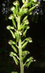 West Dean Common Twayblade.JPG