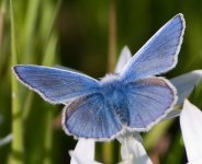 Common-Blue-1.jpg