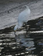 snowy egret Howath park fishing sm.jpg