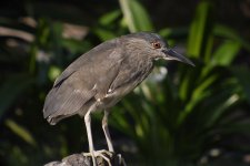 bc night heron imm G1 swzoom30x olmp25mm lens_1420931.jpg