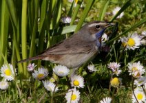 090516 Bluethroat 010websize.jpg