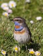 090516 Bluethroat 015websize.jpg