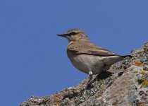 Isabelline Wheatear_2121.jpg