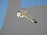 Yellow Legged Gull.JPG