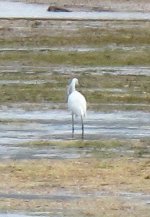 Little Egret1.JPG