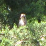 Woodpecker, #1, Ephesus, Turkey 3777.jpg