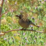 Woodpecker, #2, Ephesus, Turkey 3815.jpg