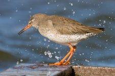 109975276.HjRIUFyk.Redshank090308287.jpg