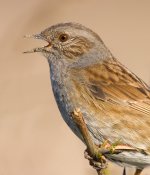 110843424.ZcDrr56S.Dunnock090401029.jpg