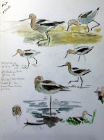 avocet field sketch 6 6 09.jpg