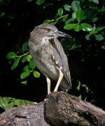 bc night heron juv P6000 swzm50x UCA DSCN0181.jpg