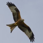 Red Kite 4779 -1 web.jpg