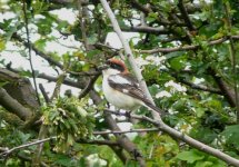 Woodchat050901.jpg