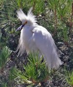 sm cattle egret breed plumage.jpg
