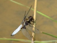 Broad Bodied chaser (Male) 16-06-2009 11-36-59 16-06-2009 11-36-59.JPG