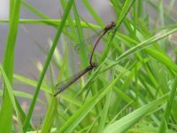 Large Red Damselfly 16-06-2009 12-54-08.JPG