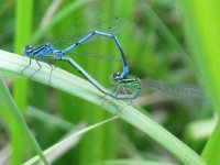 Azure Damselfly 16-06-2009 13-02-01.JPG