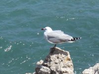 Auduin's Gull2.JPG