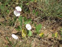 Sea Bindweed.JPG