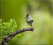 Black-crested-Titmouse2.jpg