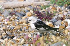 Snow Bunting 090621 IMGP9347 50.jpg