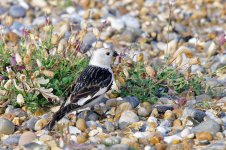 Snow Bunting 090621 IMGP9358 50.jpg