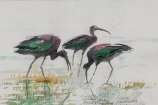 glossy IBIS.JPG