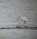 spoonbill cropped.jpg