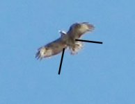 buteo sp.jpg