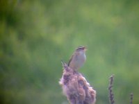 Sedge Warbler 2.jpg