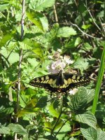 Swallowtail 23 6.jpg