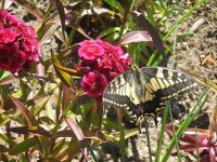 Swallowtail 23 6 c.jpg
